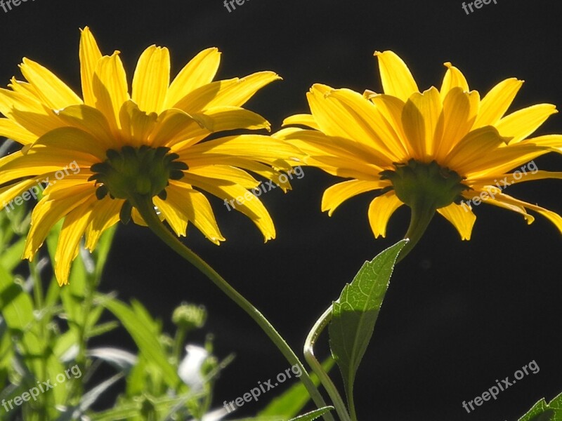 Yellow Flowers Flowers Close Up Plant Free Photos