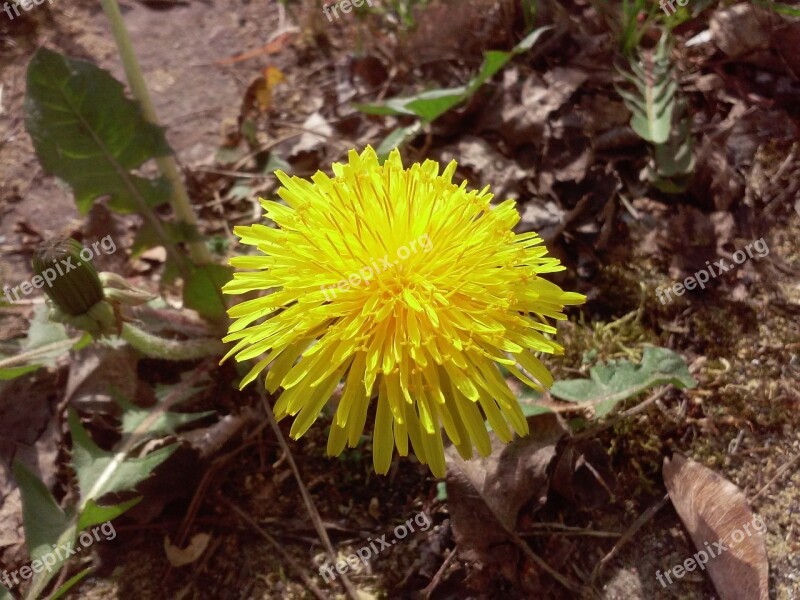 Sonchus Oleraceus Flower Spring Dandelion Free Photos