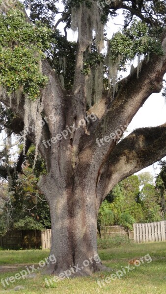 Oak Tree Tree Limbs Nature Branch