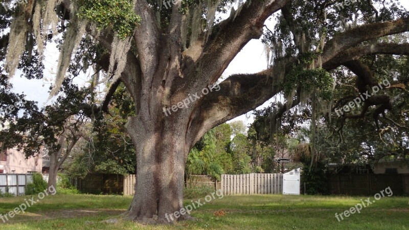 Oak Tree Tree Nature Branch Old