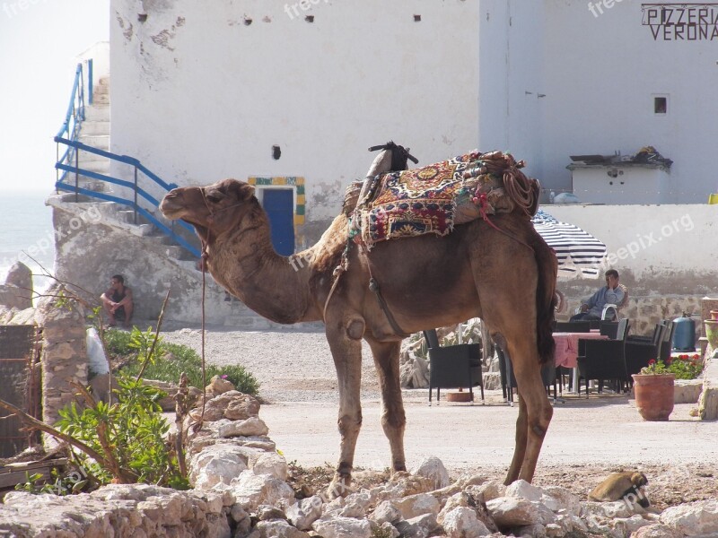 Camel Arabic Sahara Free Photos