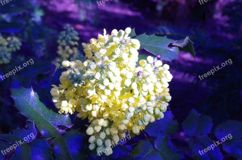 Flowers Spring Yellow Blue Prickly