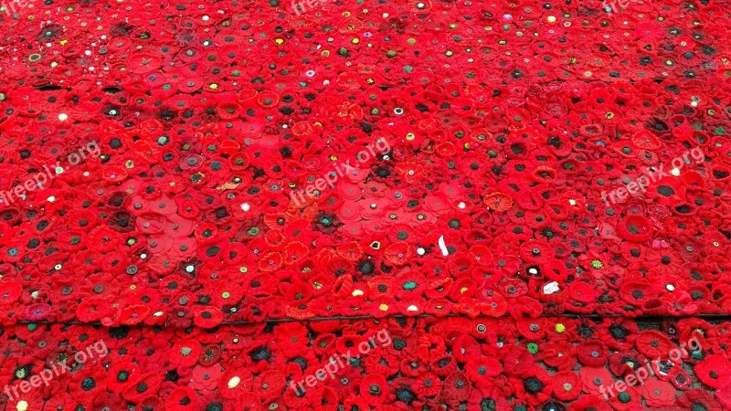 Poppy Anzac Remember Remembrance Flanders