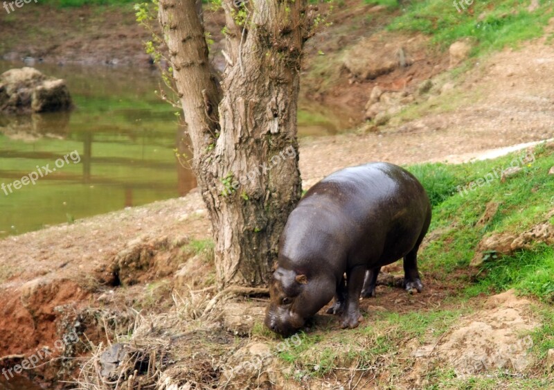 Animals Hippo Pygmy Water Nature