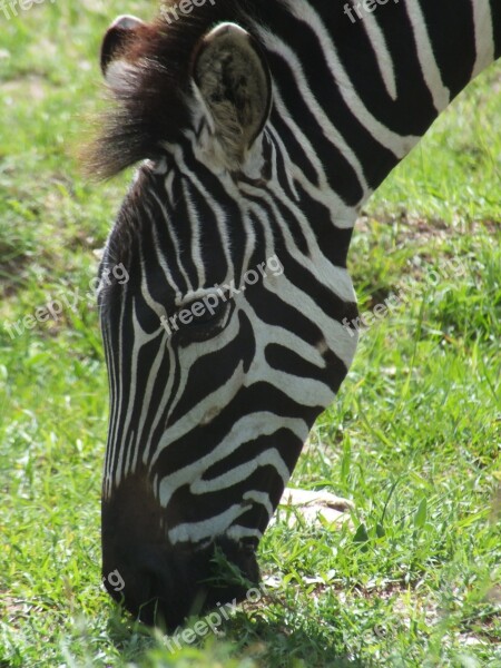 Zebra Head Africa Animal Striped