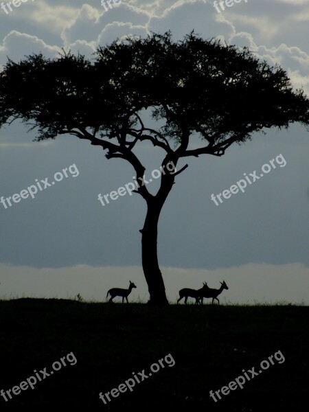 Wildlife Gazelle Dawn Nature Africa