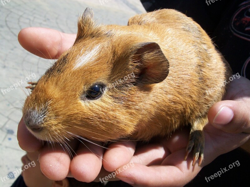 Acure Rodent Mammal Guinea Pig Bunny