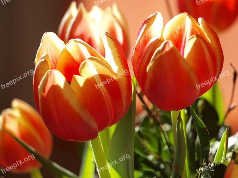 Tulips Tulip Green Flowers Netherlands