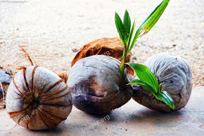 Coconut Fruit Fruits Exotic Free Photos