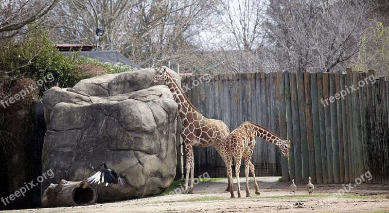 Giraffes Standing Zoo Wildlife Africa