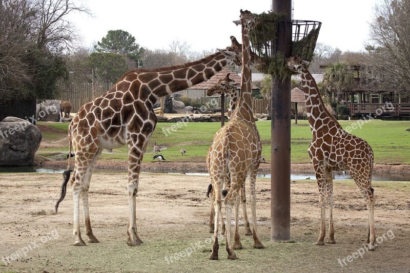 Giraffes Eating Feeding Zoo Wildlife