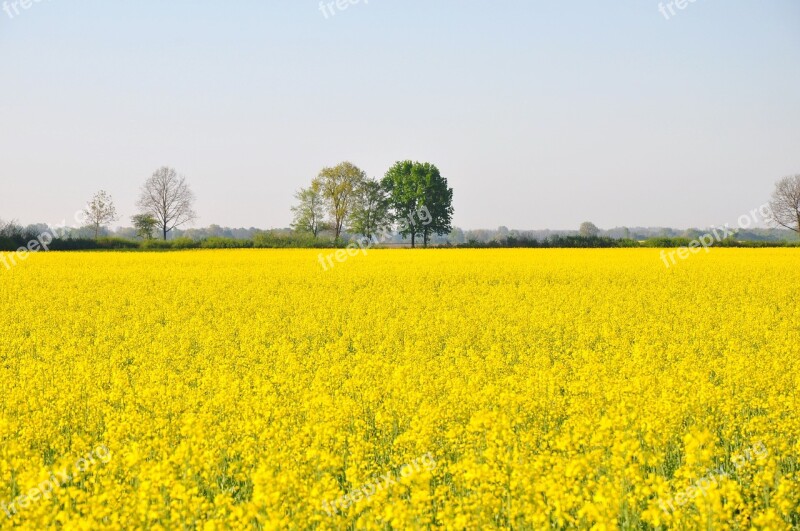 Rape Yellow Nature Yellow Flower Field