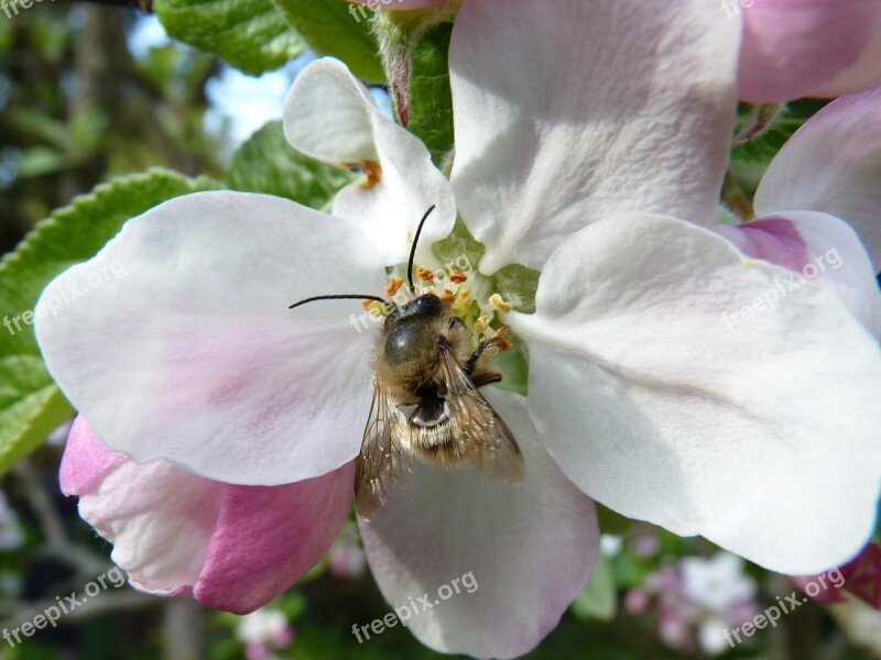 Blossom Bloom Bee Apple Flower