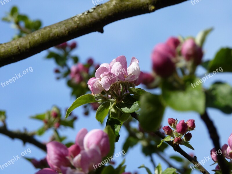 Blossom Bloom Apple Spring Apple Blossom