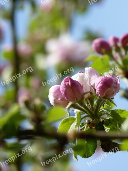 Blossom Bloom Apple Close Up Bud