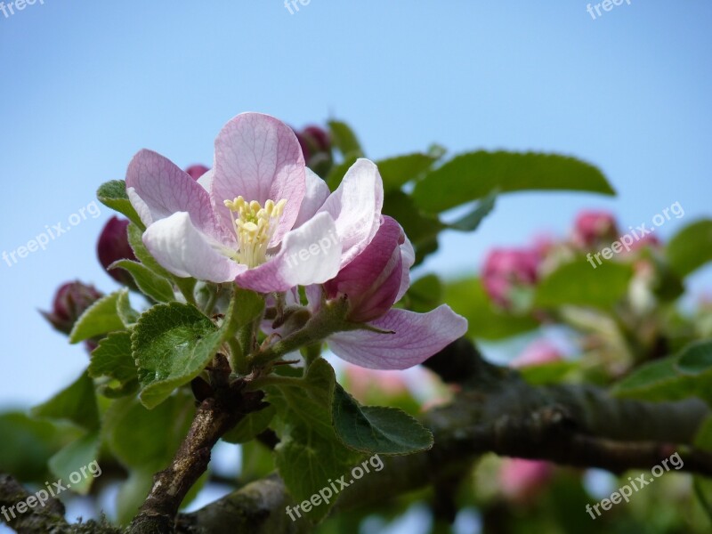 Blossom Bloom Apple Spring Apple Blossom