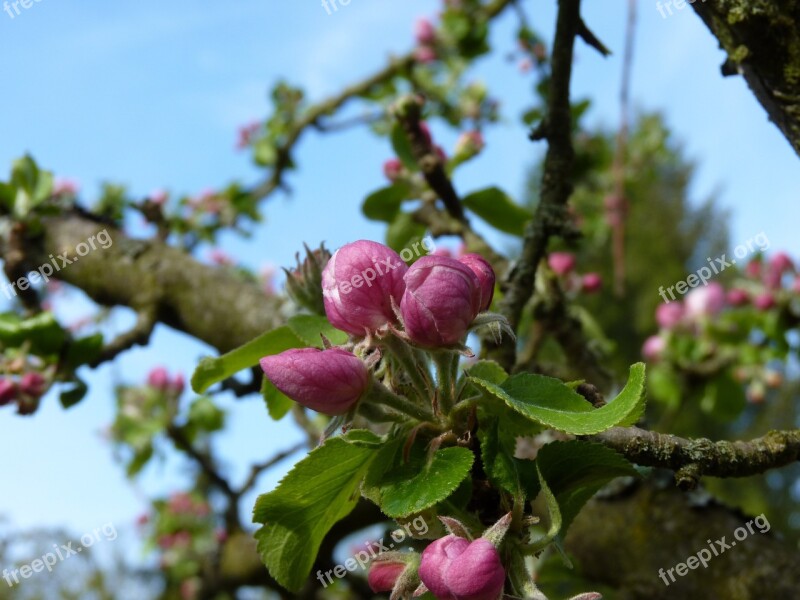 Blossom Bloom Apple Spring Apple Blossom