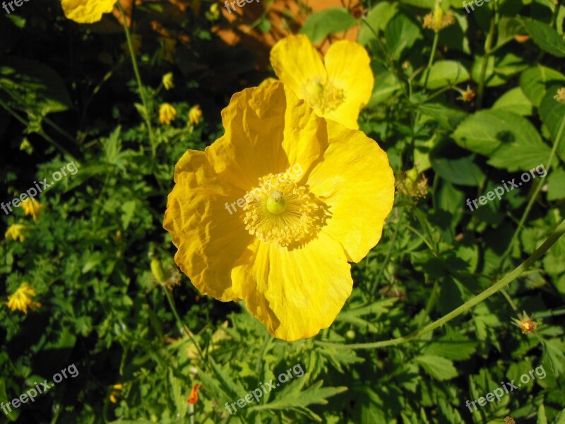 Meconopsis Cambrica Welsh Poppy Yellow Forest Poppy Flover