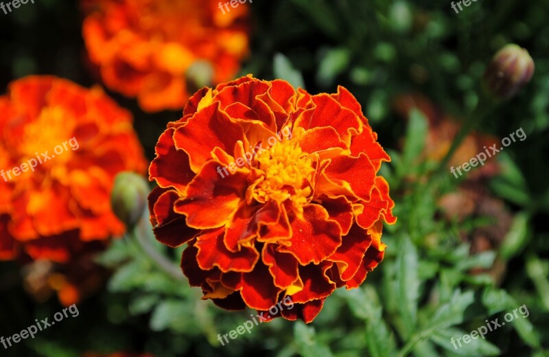 Marigold Blossom Bloom Plant Flower