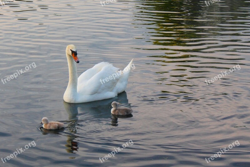 Swans Young Water Bird Cute