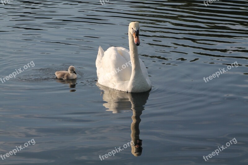 Swan Hatchling Birds Wildlife Nature