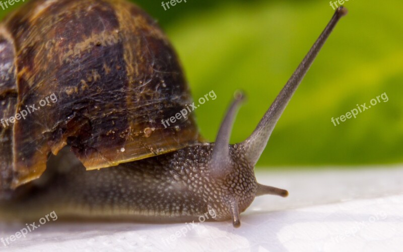 Snail Animal Cochlea Free Photos