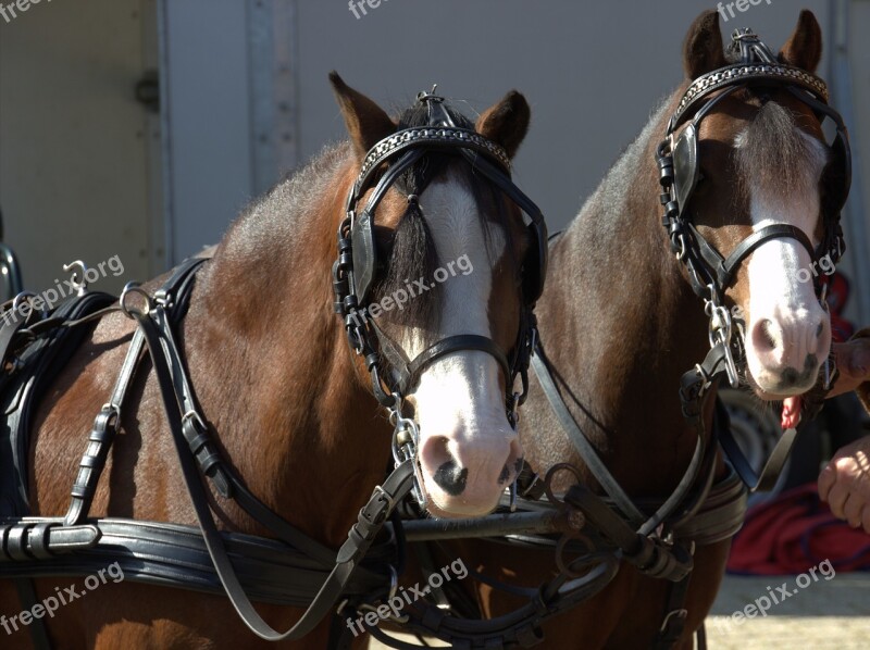 Horses Horse Horsehead Free Photos