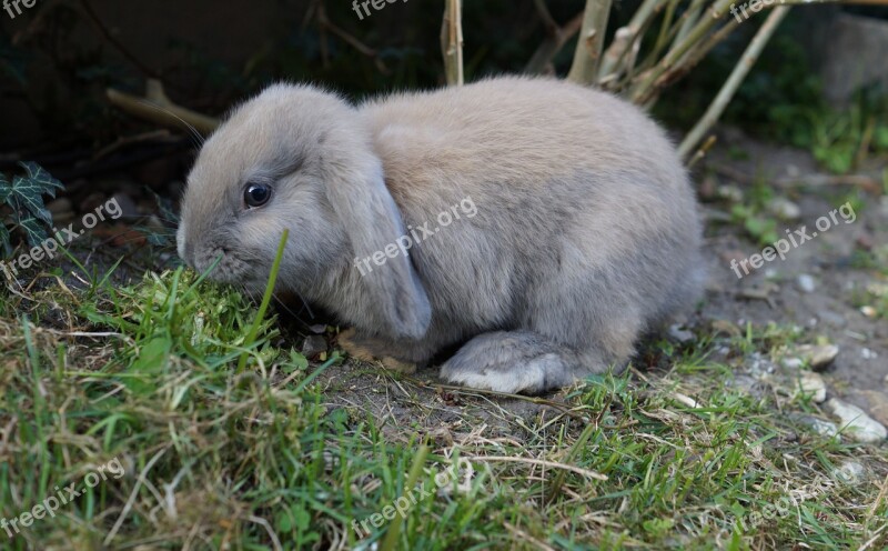 Grass Fur Rabbit Schlappohr Rabbit Animal