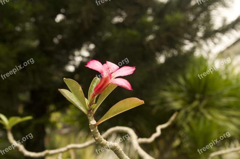 Flower Southeast Asia Tropical Flower Free Photos