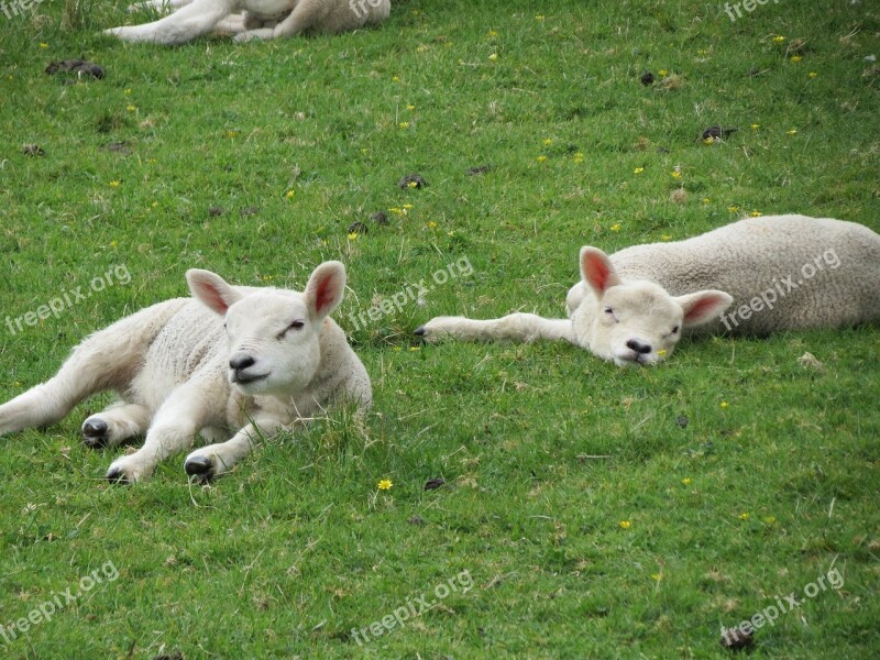 Lambs Sheep Farm Animal Nature