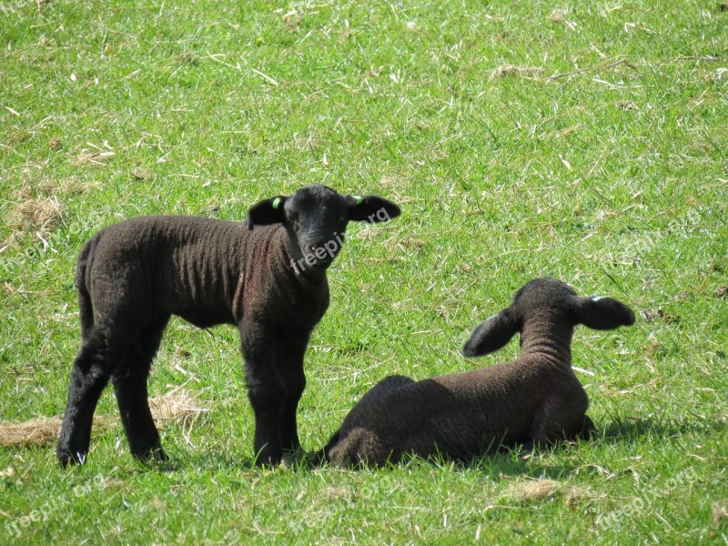 Lambs Sheep Farm Animal Nature