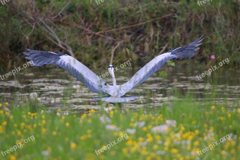 Pond Animals Birds Grey Heron Wing