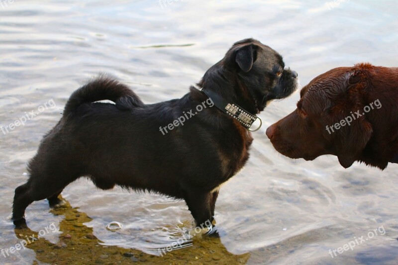 Water Animal Animal Encounter Dogs Pug