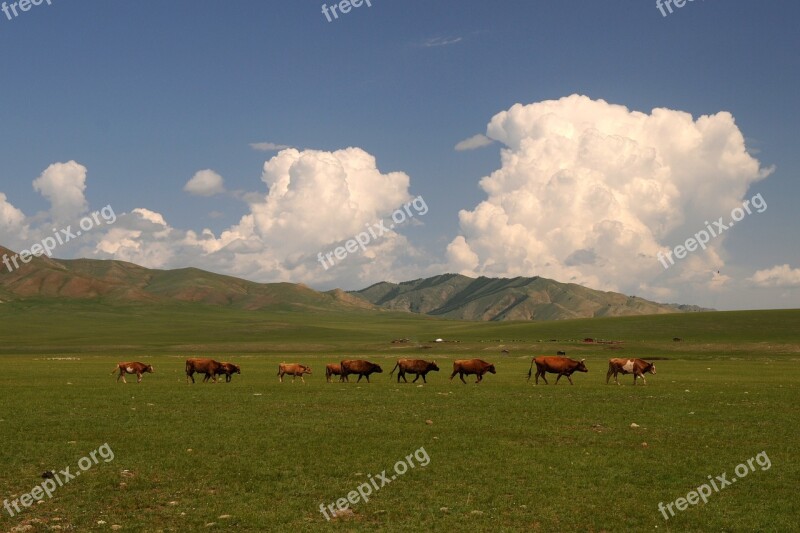 Mongolia Steppe Wide Clouds Cows