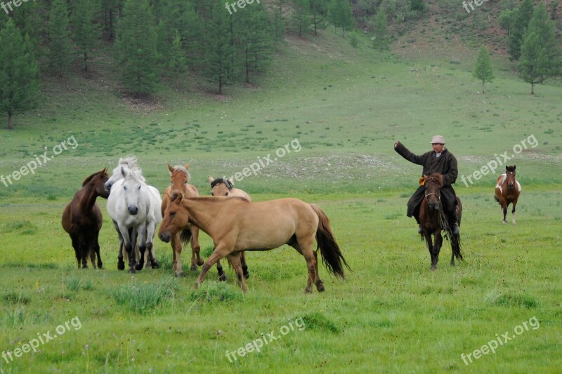 Mongolia Nomad Horse Nature Wild