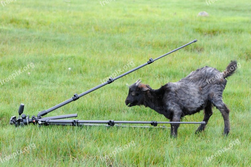 Tripod Goat Curiosity Free Photos