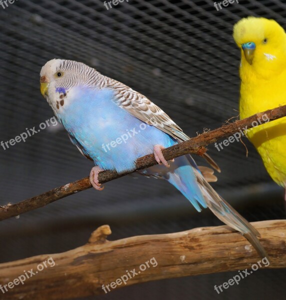 Bird Budgie Together Parakeets Animal World