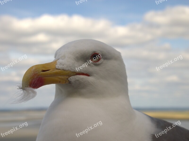 Mont Sant Michelle Seagull Sky Sea Ebb