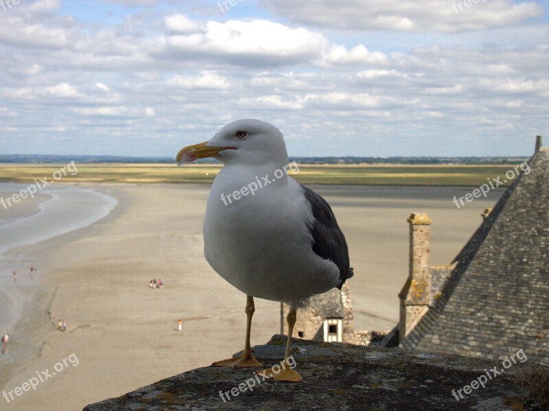 Mont Sant Michelle Seagull Sky Sea Ebb