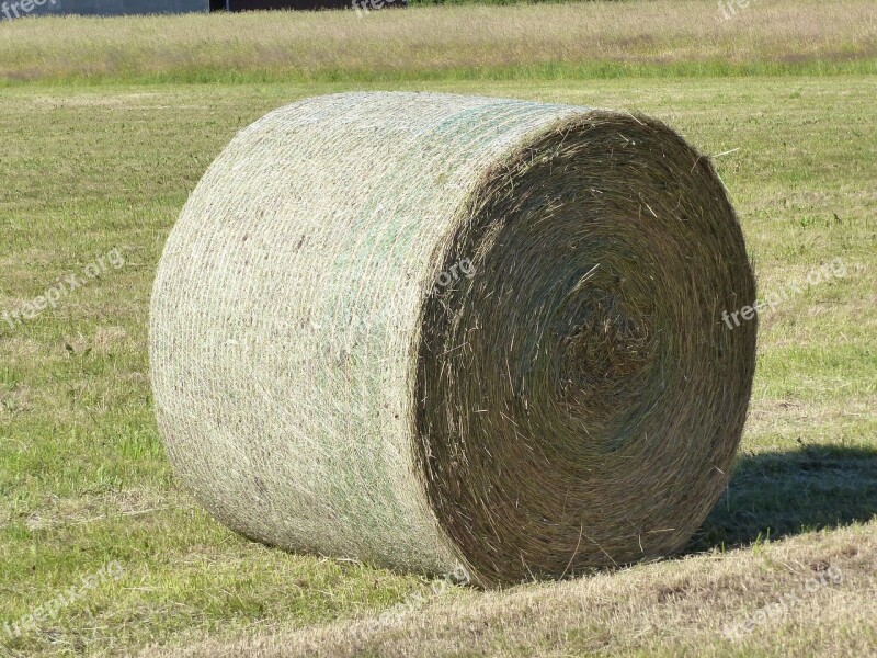 Hay Bal Grass Summer Feed