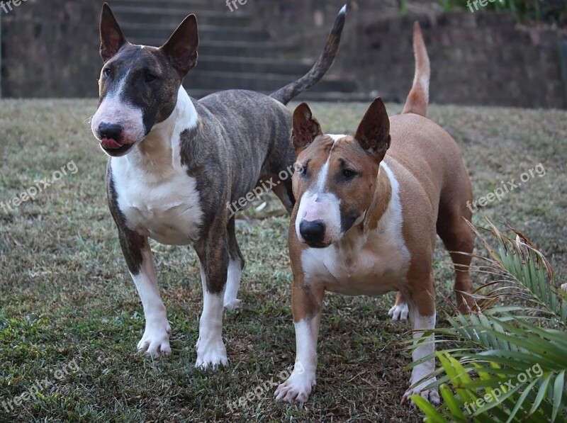 Dog Bull Terrier Miniature Two Canine