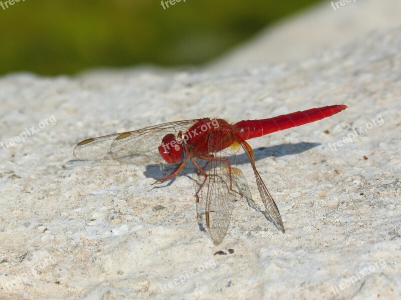 Red Dragonfly Detail Rock Pond Winged Insect