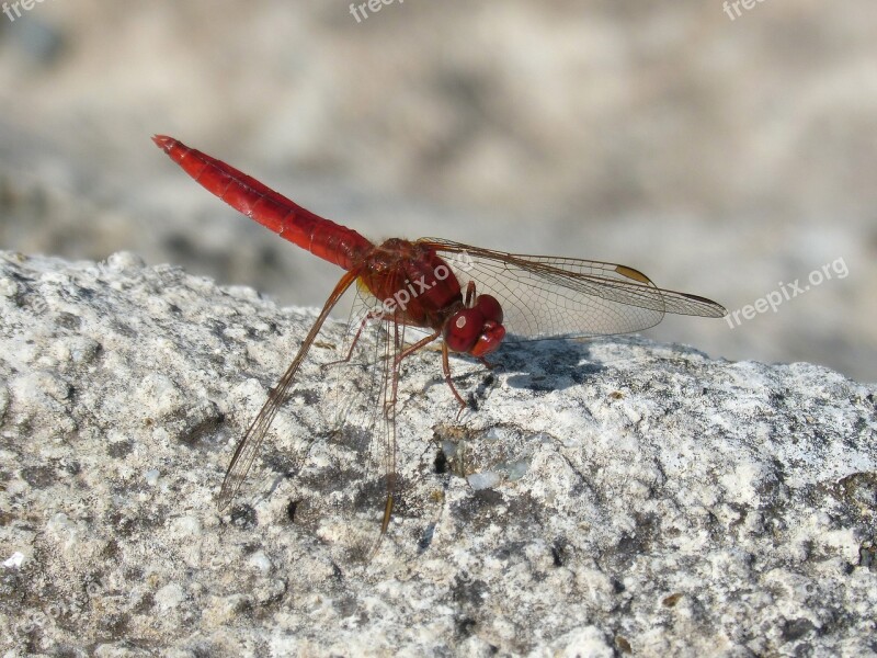 Dragonfly Red Dragonfly Erythraea Crocothemis Sagnador Scarlet Rock