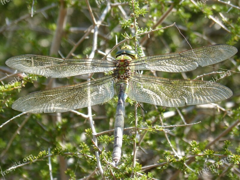 Dragonfly Dragonfly Large Blue Dragonfly Aeshna Affinis Winged Insect