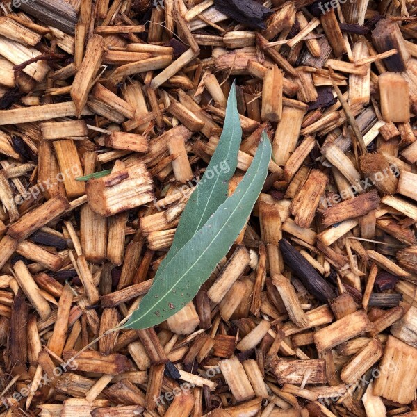 Eucalyptus Leaves Leaf Contrast Wood Chips