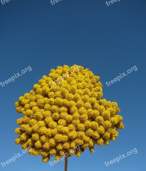 Yarrow Garden Blossom Bloom Summer