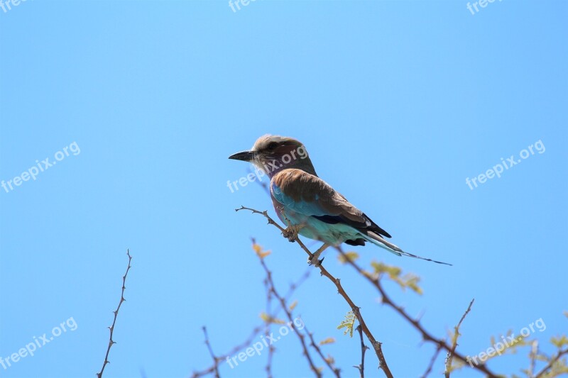 Africa Etosha Namibia Safari Bird