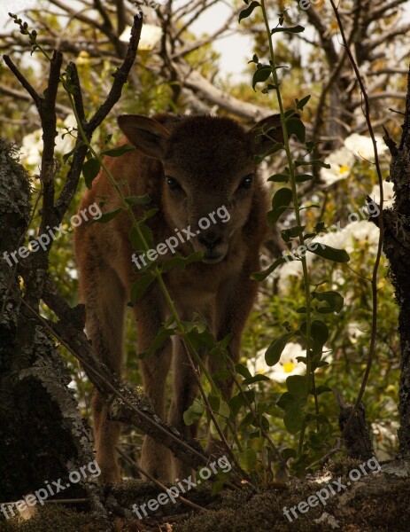 Mouflon Nature Animals Mammal Horns