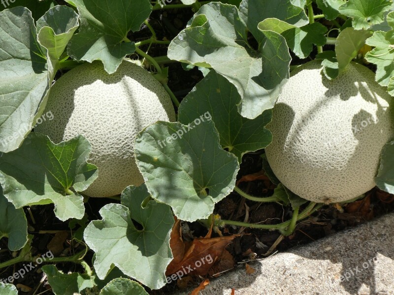 Cantaloupe Fruit Melon Healthy Sweet