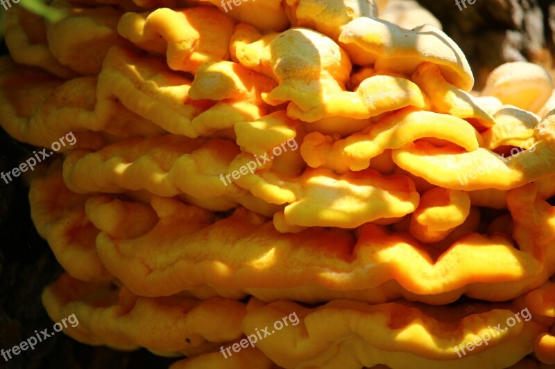 Sulphur Ovinus Mushroom Yellow Laetiporus Sulphureus Baumschwamm